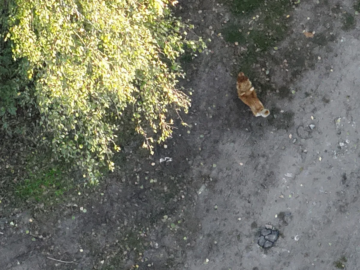 Brązowy pies na ziemistej drodze obok drzewa, widziany z góry